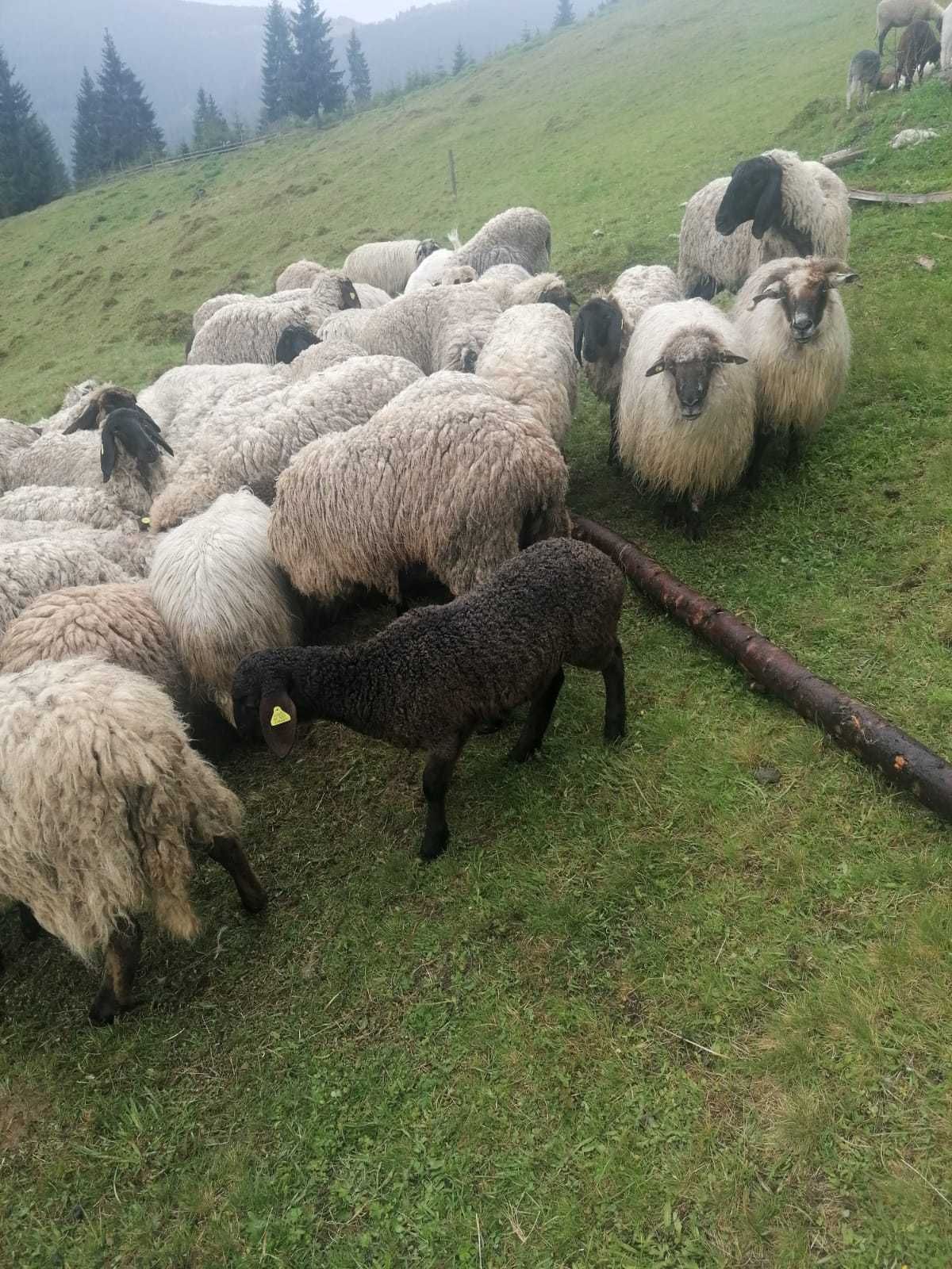 Oi Carabase tinere de vanzare