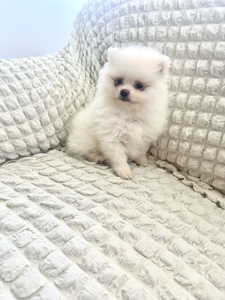 Pomeranian baietel