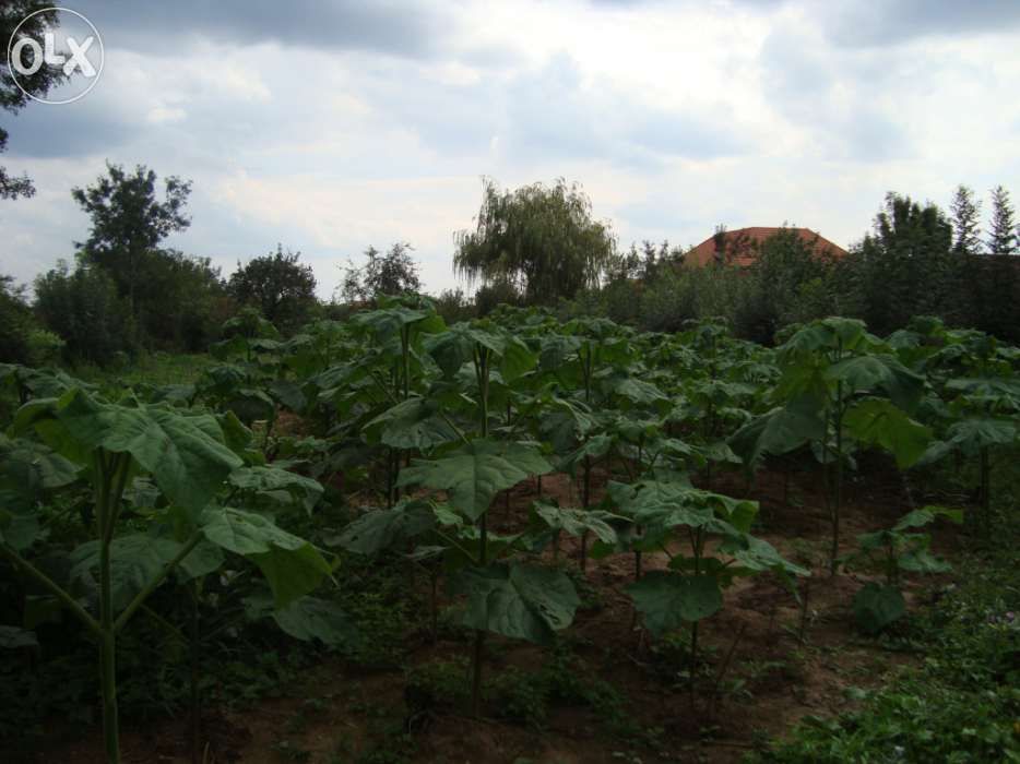 Paulownia arbori ornamentali