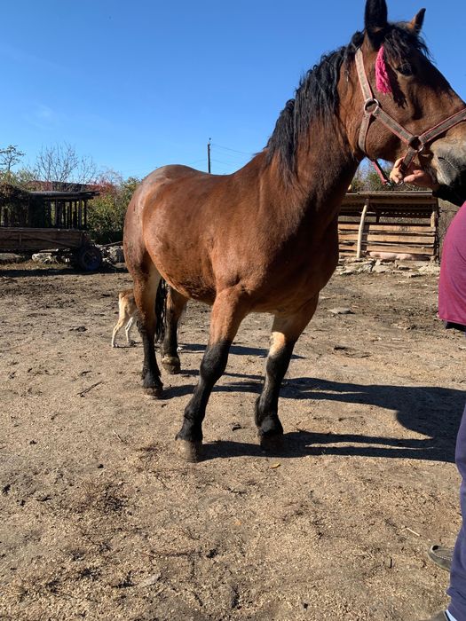 Manza de vânzare de 1 an jumate