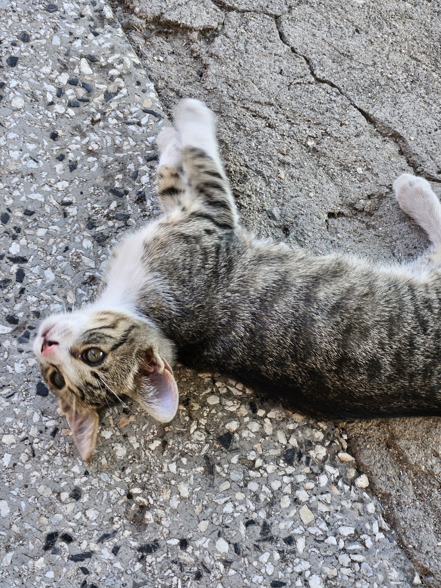 Подарявам котенце