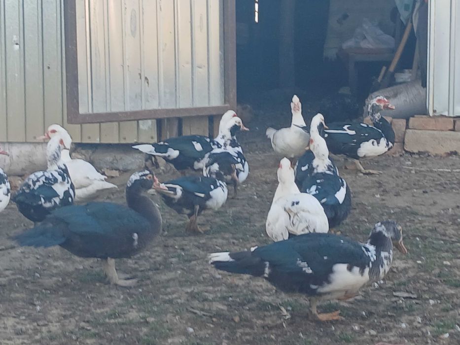 Vând rațe mute tinere de anul acesta. Vadu Crisului