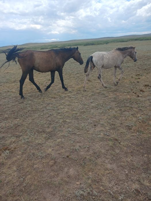 Кунан сатылады ст.Жарык