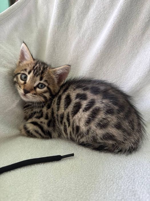 Котята родились 18 сентябрь  здоровый