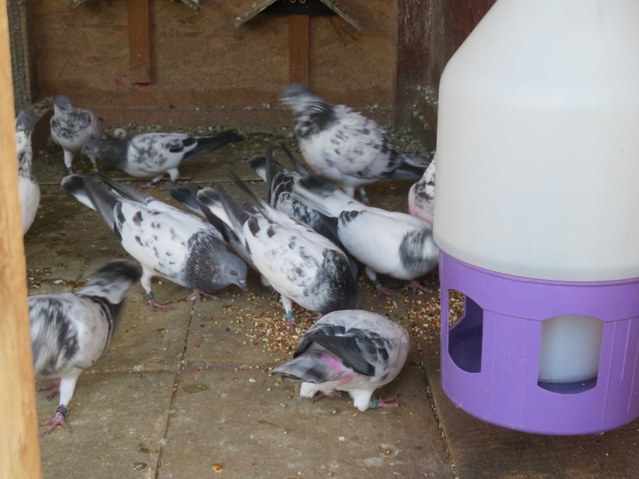 Porumbei Berzați de Budapesta