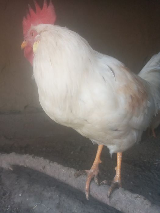 Xurozlar sotiladi 5 ta  Tovuqqa barteri buladi.   Endi sayrab boshladi