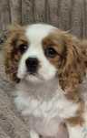 Cavalier king charles femela