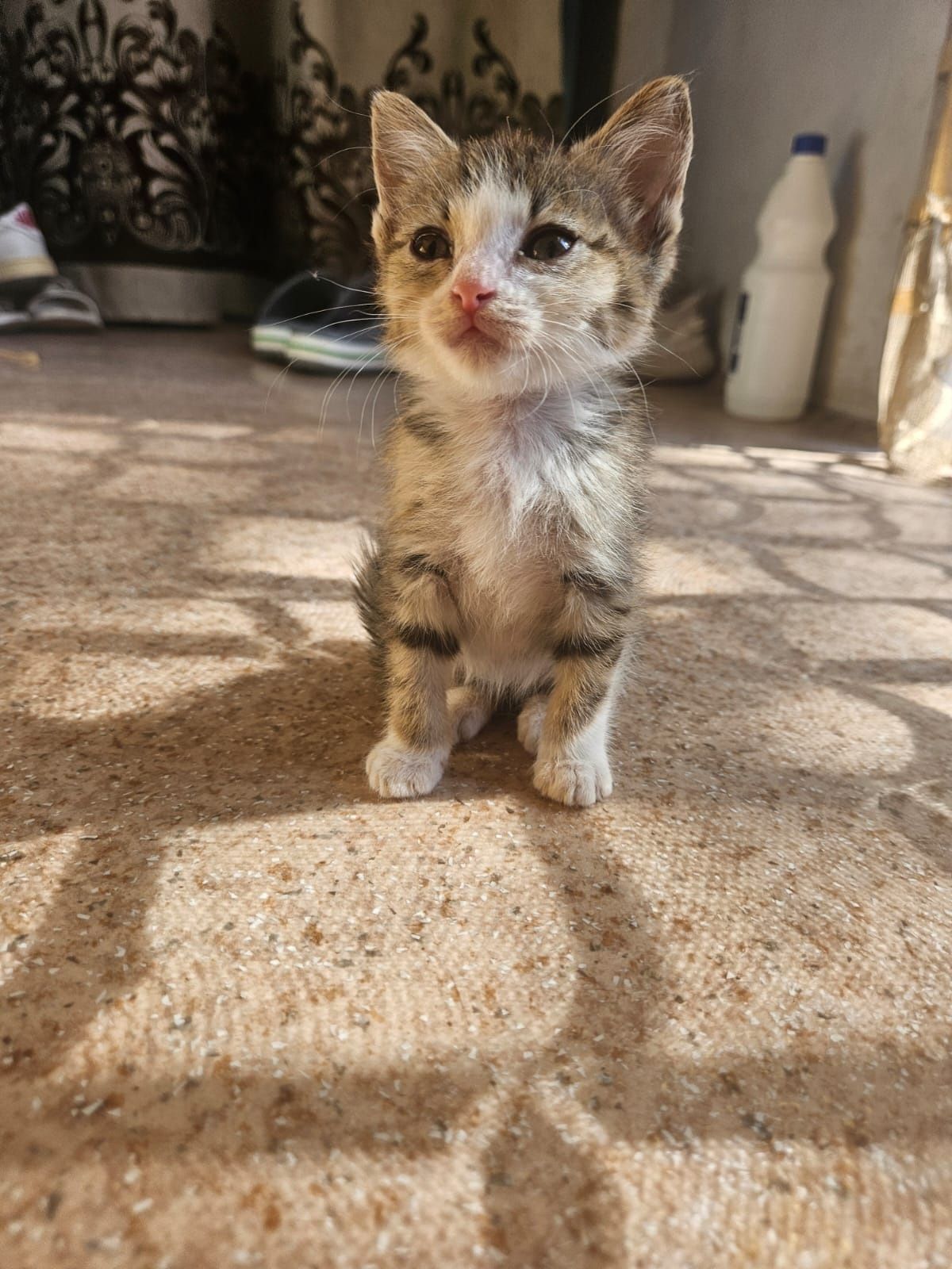 Отдам котят бесплатно