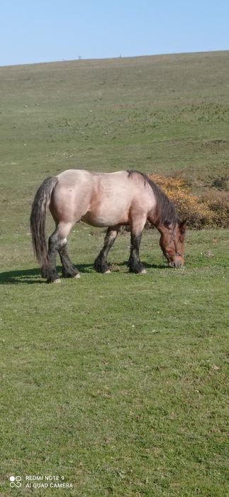 URGENT ! Vand Armasar 3 ani