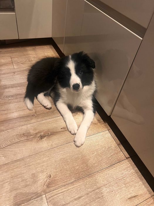 Femela de Border Collie cu pedigree din ambii parinti campioni