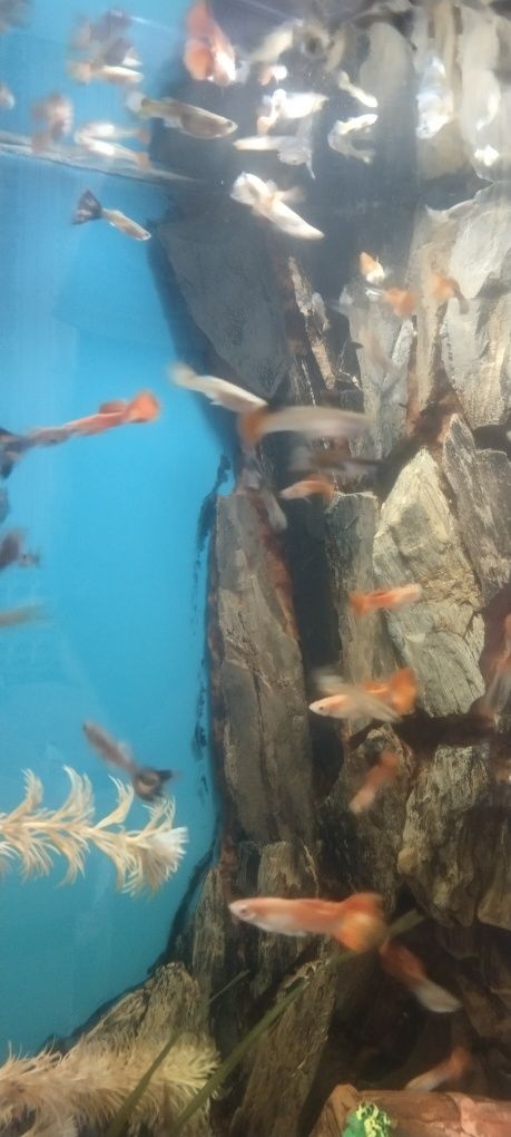 Продаются рыбки гуппи