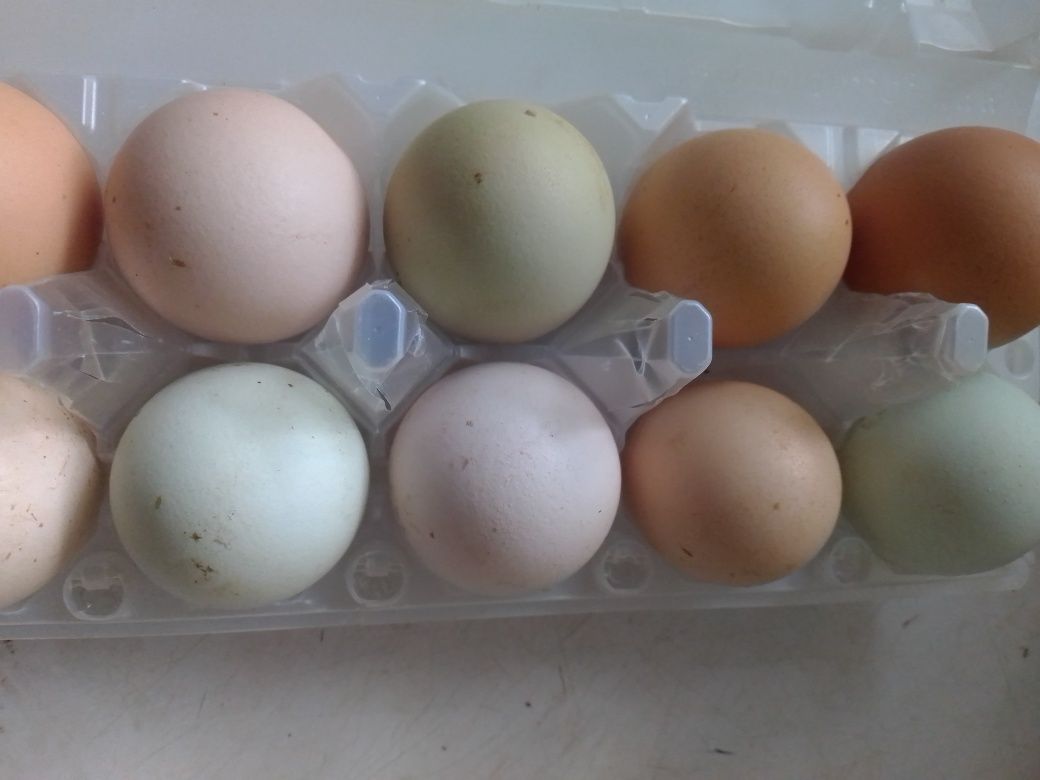 Оплодени яйца за люпене