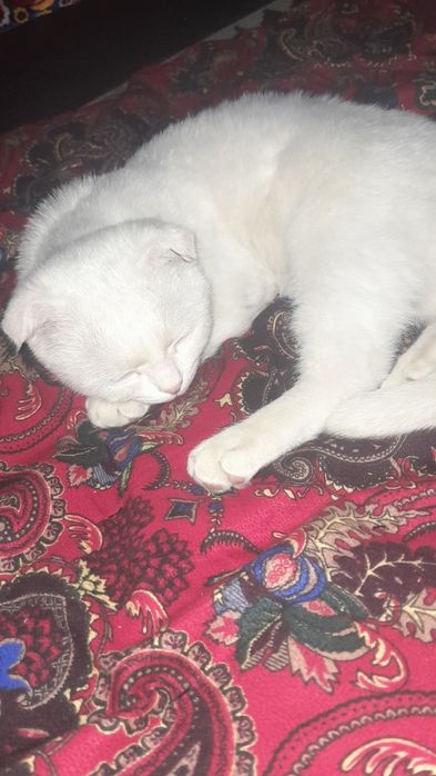 Zotdor muwuk olsangiz afsus qilmaysz