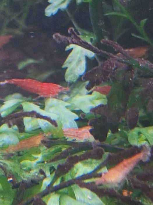 Кристални скариди