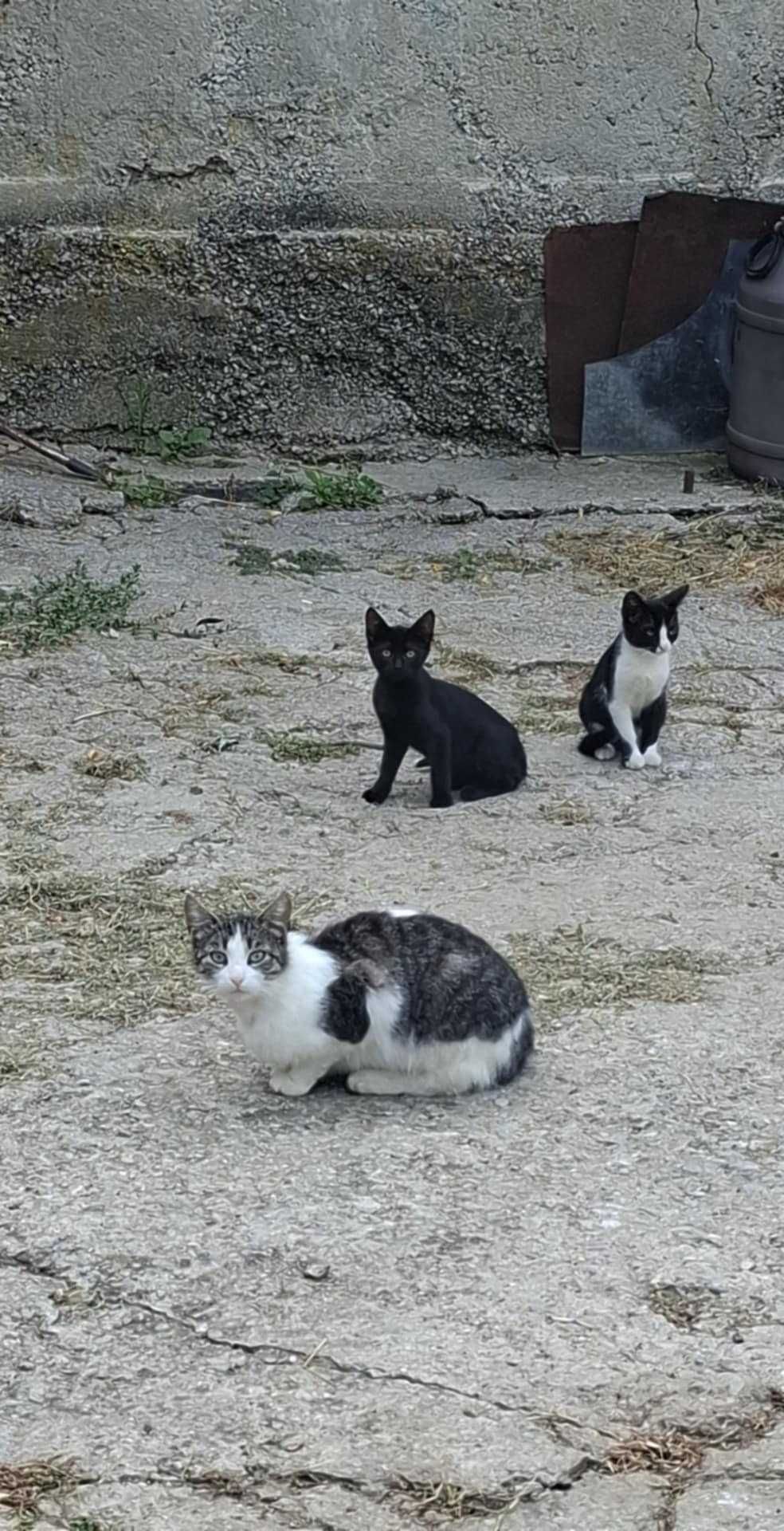Подарявам малки котенца