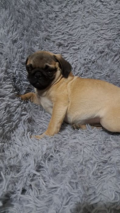 Продаю  клубного щенка мопсика мальчик