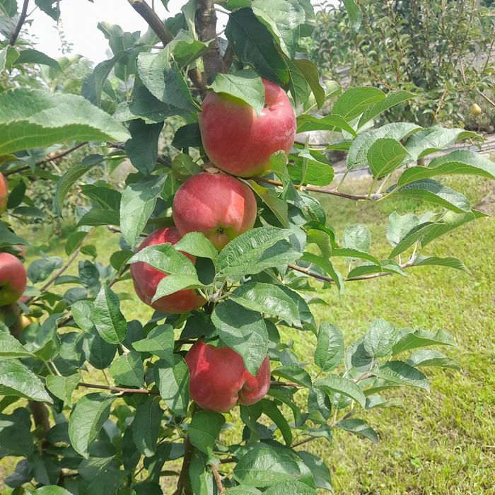Pomii fructiferi