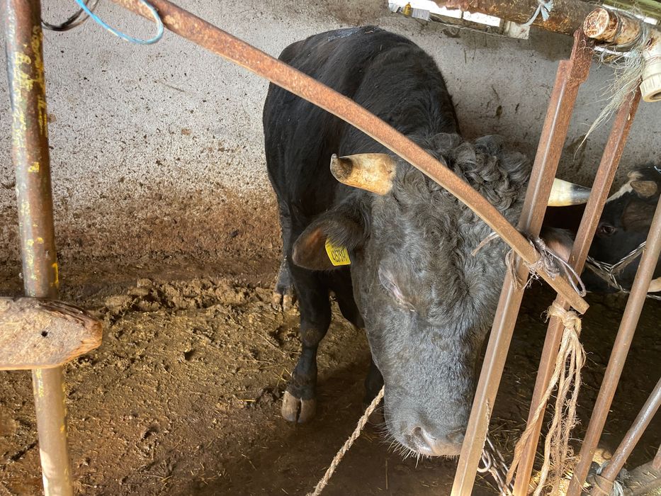 Всякакви селско стопански животни