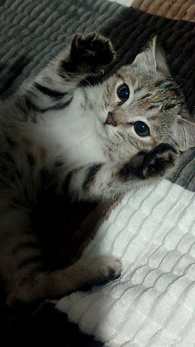 отдам кошечку бесплатно