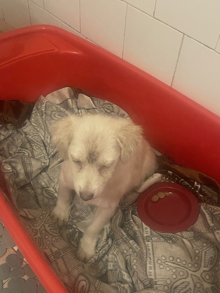 Catel abandonat cauta o familie iubitoare