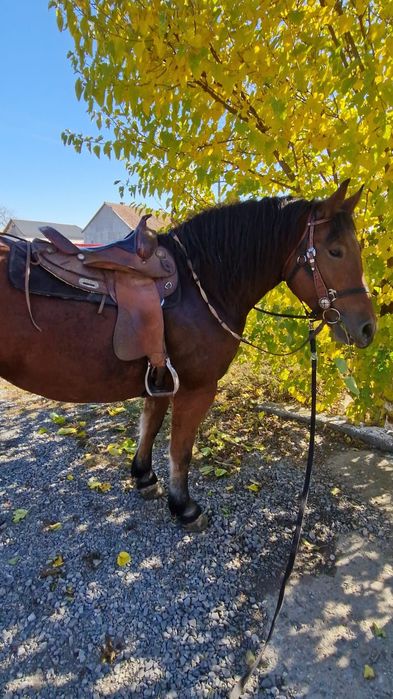 De vanzare  iapa murga