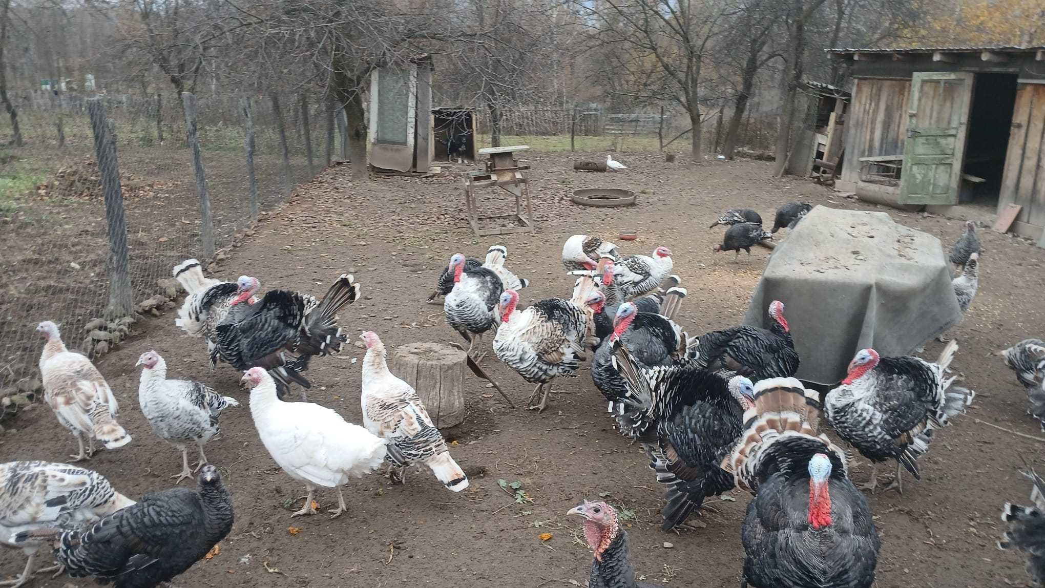 Vând curci și curcani crescuți natural