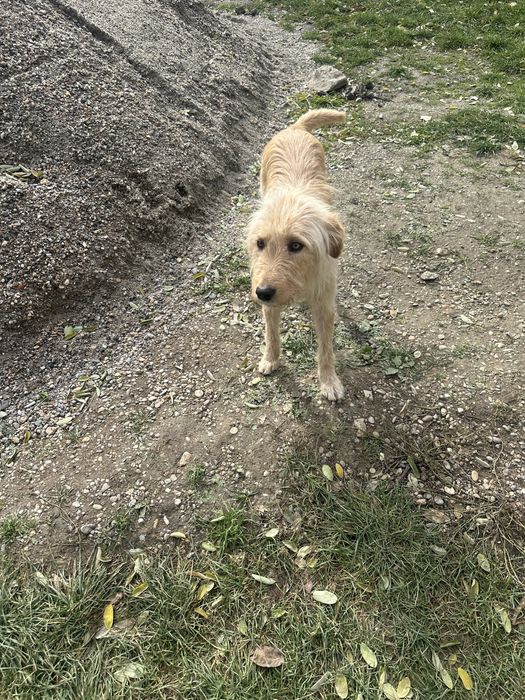 Donez căteluși jucausi si cătelușă