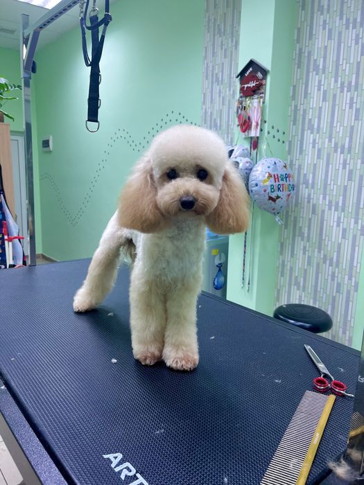 Фризьорски салон за кучета