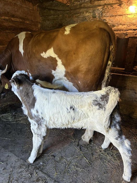 Vând vacă de 4 viței