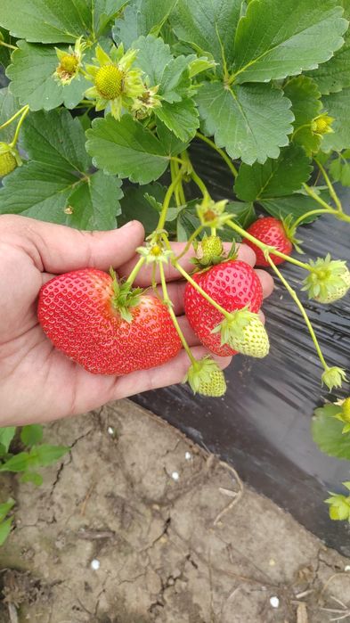 Vand stoloni de capsuni