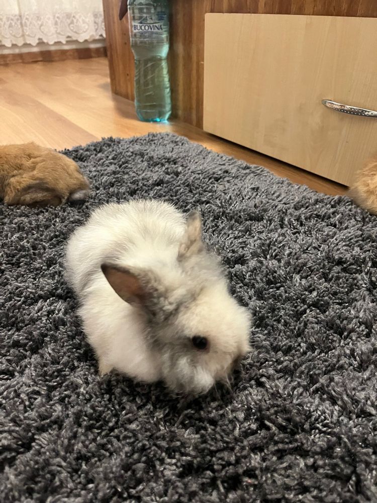Vindem 5 iepurasi de casa