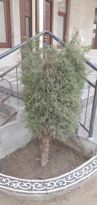 Маржавина Арча бўйи 3-4метр жуда фойдали.Ўзидан хид чиқаради