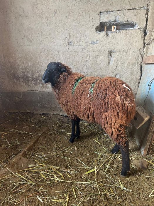 Тоқты сатылады..