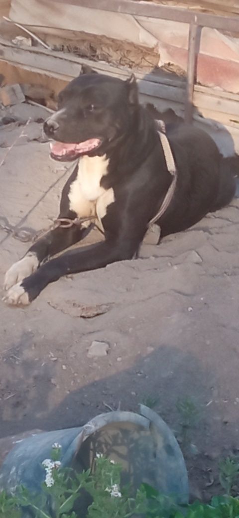 Pid bull Sotiladi