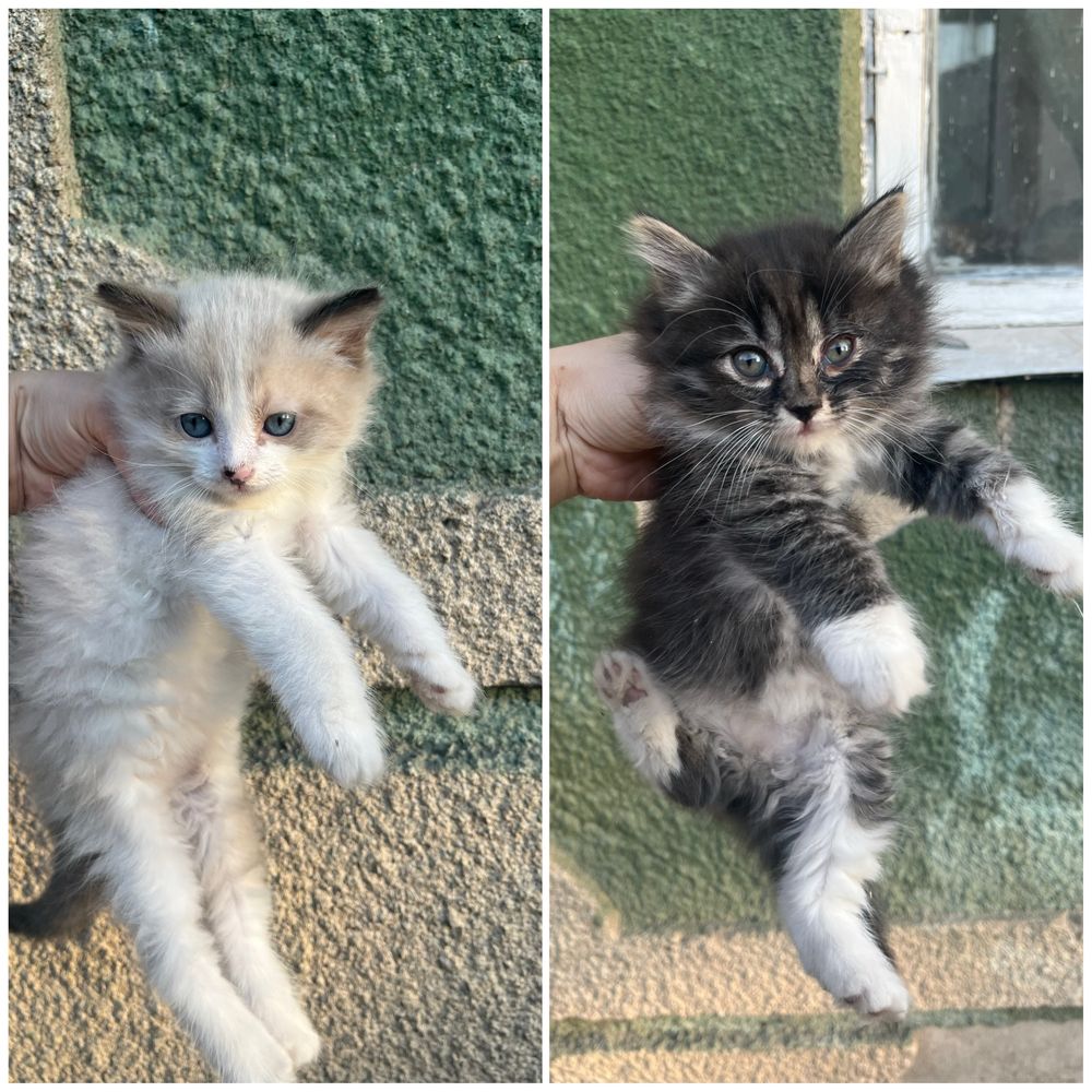 Котенок, котята 1,5 месяца