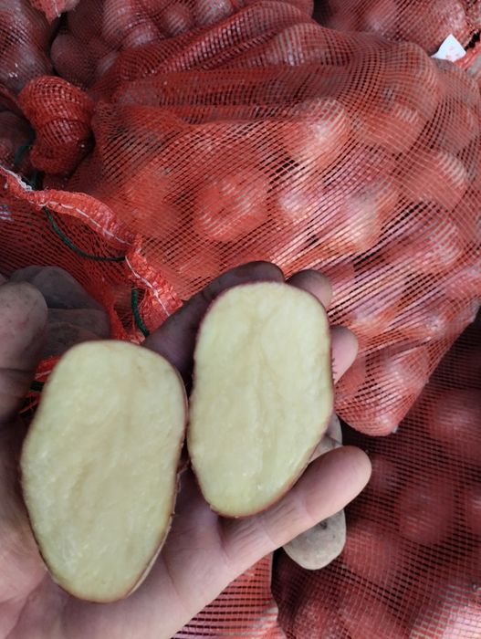 Продается красная картошка (Текели)отборная крупная кг 250 тенге)