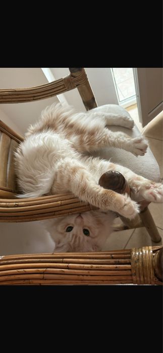 pui maine coon 1 an fertil