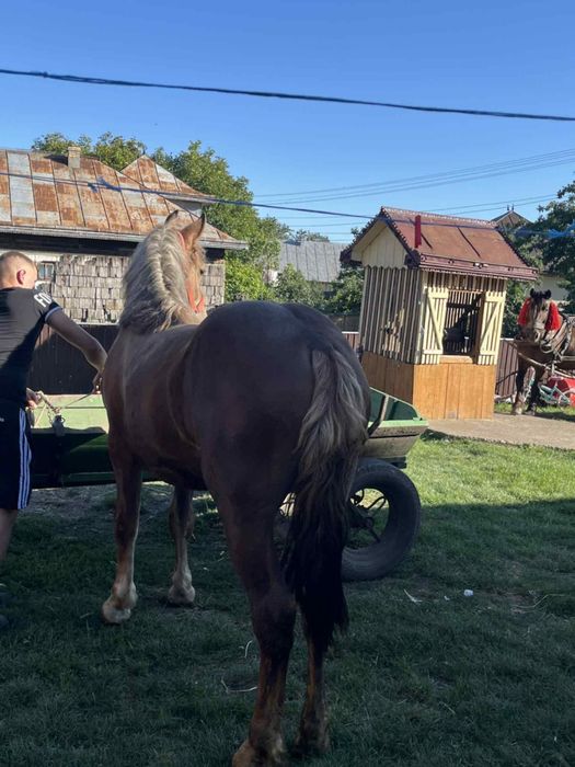 Vând mânză de 1 an și 3 luni