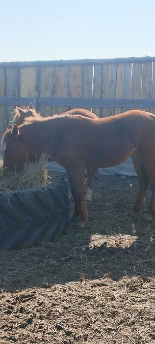 Ургашы 2 тай сатылады 1.8ай куйлери жаксы