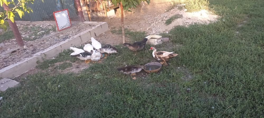 Rațe leșești - mute