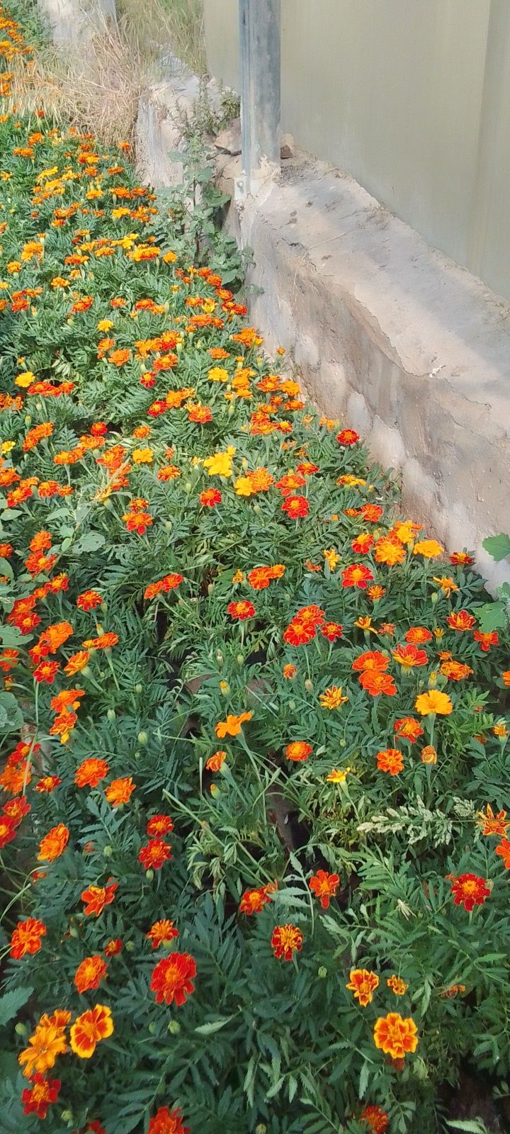 Gul kochat Qoʻqon gul va bananza narxi yozilgan aloqaga chiqaverasilar
