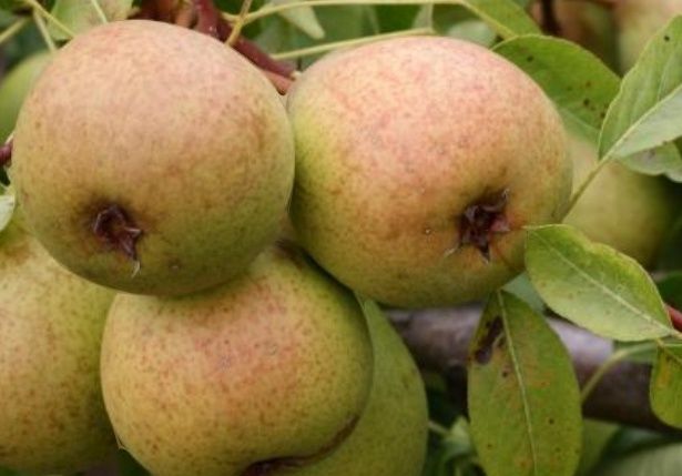 Par Soiul (Josephine De Malines )