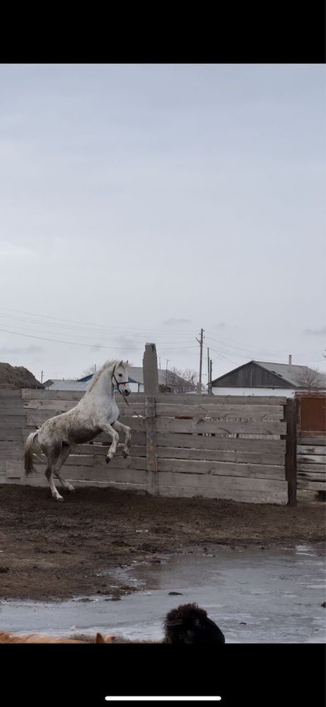 Айгыр/Жеребец. 8 лет