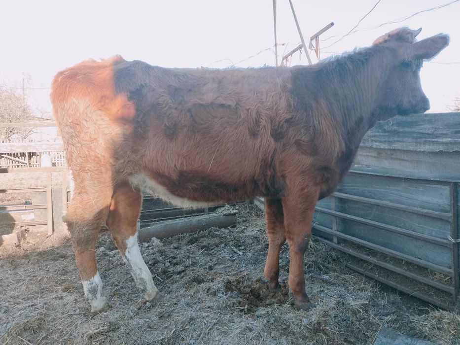Продам телят. Год и три, 6 месяцев.