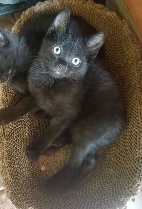 Отдам котенка в хорошие руки