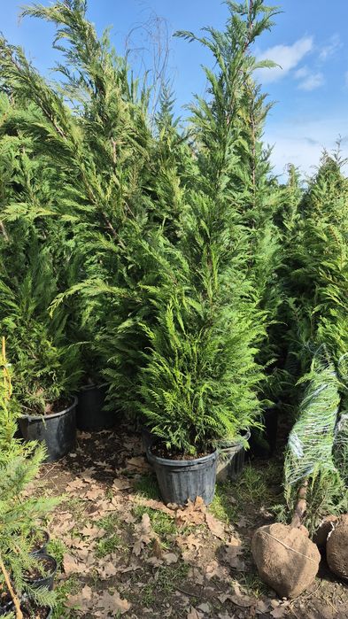 Thuia leilandi leylandii