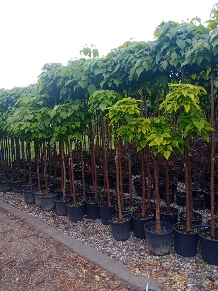 Vând catalpa globulară diferite dimensiuni