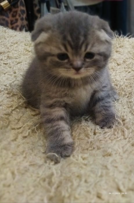 Продаются шотландские котята!