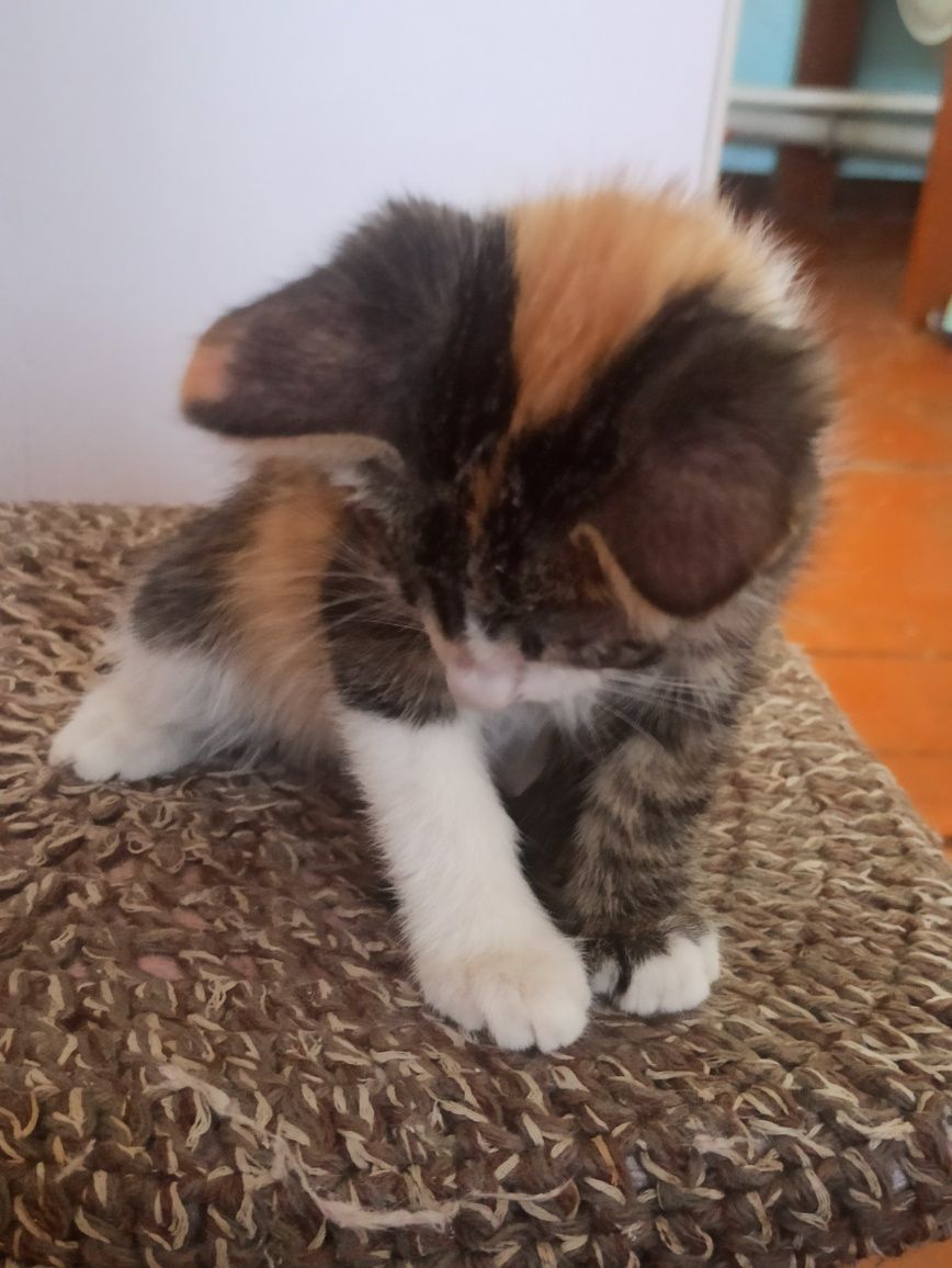котята 2 месяца 1 кот и 2 кошки