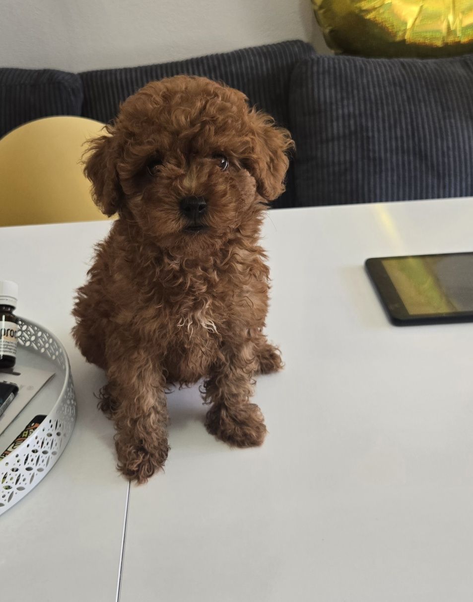 Пудел той Poodle toy с родословие